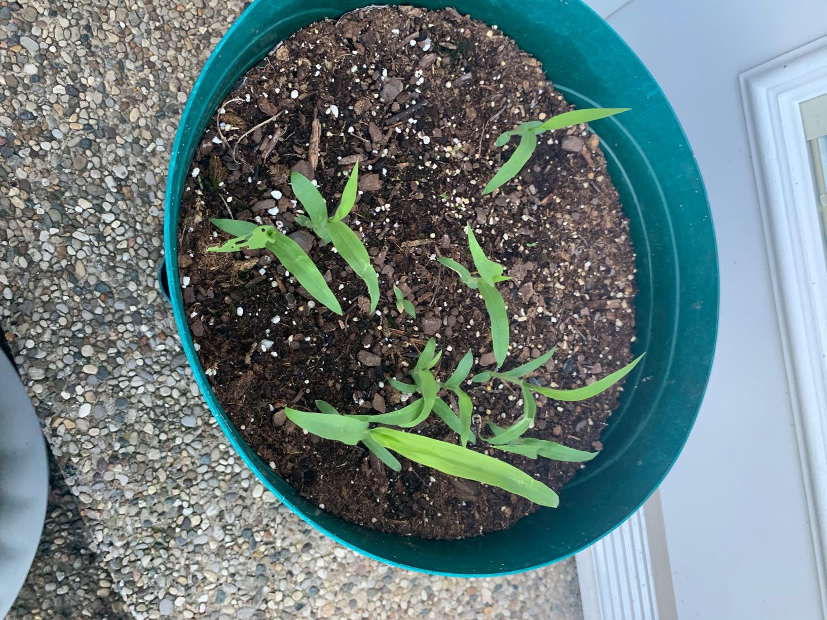 Flower Seeds 75 Seeds of Petunia Seeds Star Mix