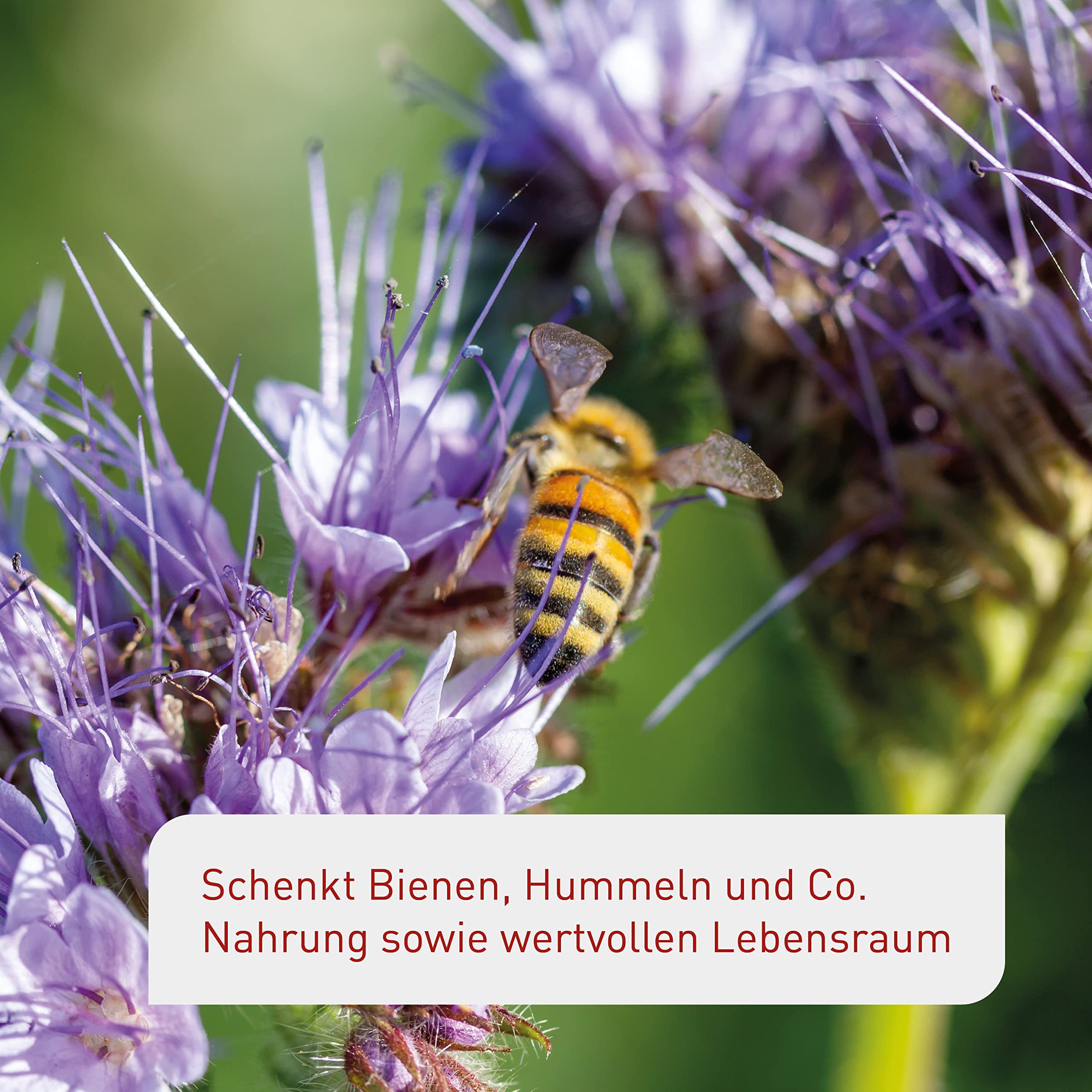 Plantura Bienenweide, blütenreiche Premium-Saatgut-Mischung für Bienen, Hummeln & Schmetterlinge, >20 heimische Sorten, ein- & mehrjährig, bienenfreundlich, pflegeleicht & nektarreich, 150 g für 20 m²