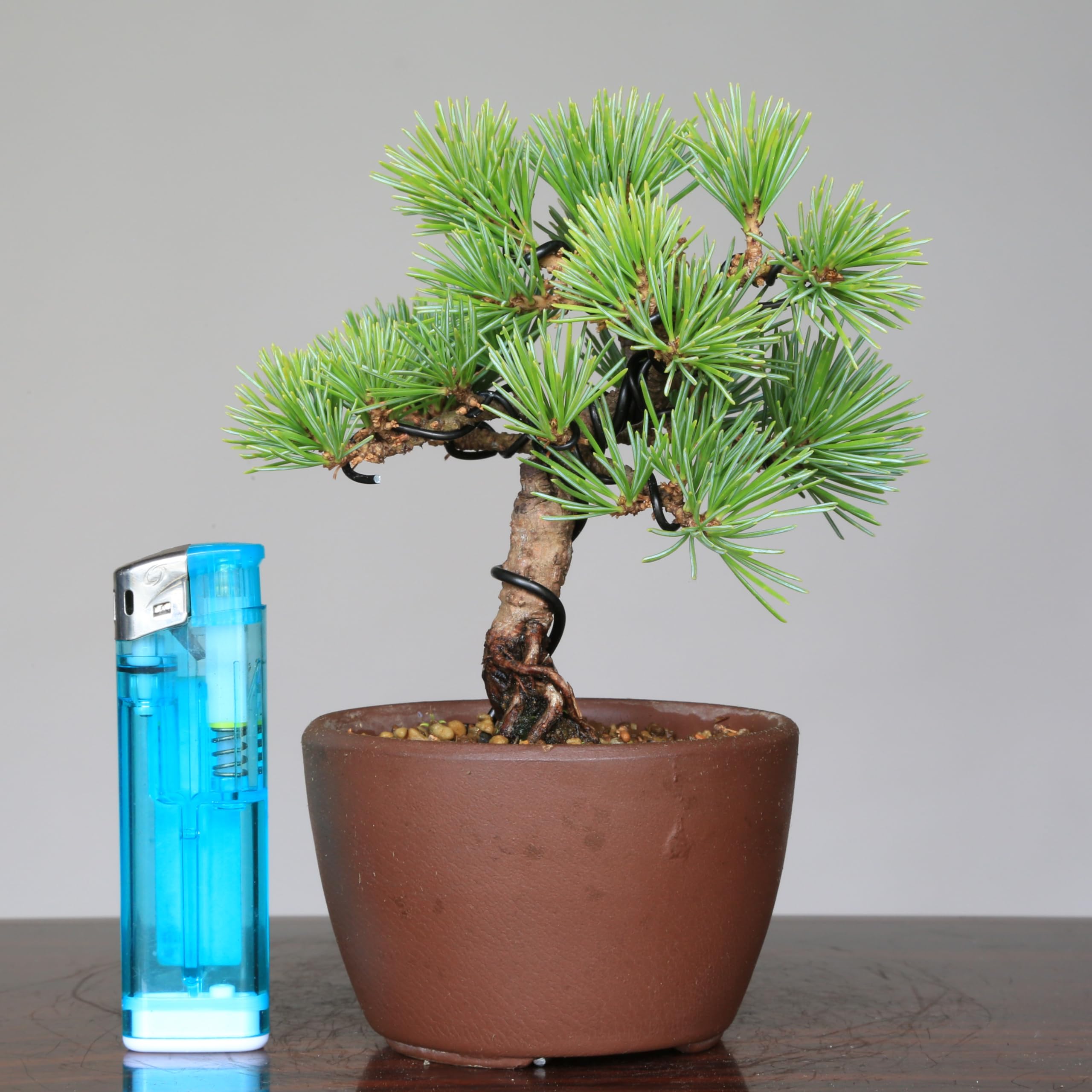 盆栽五葉松葵植物盆栽鉢