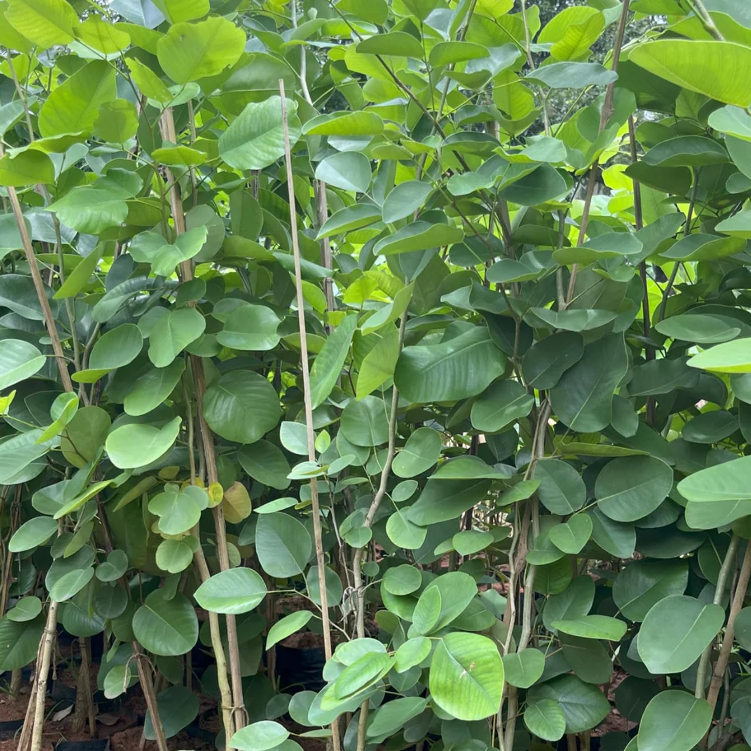 Hug A Plant | Red Sandal Wood Plant/Raktha Chandanam (Santalum album) Ornamental Live Plant (Home & Garden) (B0CJNFDX43) Amazon Price History, Amazon Price Tracker