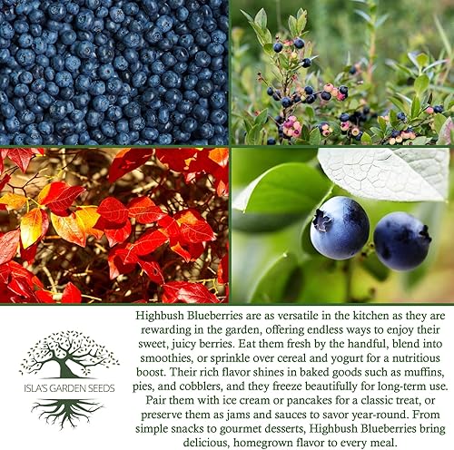 Miniatura 6 de Semillas de arándano Highbush (variedades del norte y del sur) - Más de 300 semillas sin OMG y reliquias, Vaccinium corymbosum, paisajes comestibles