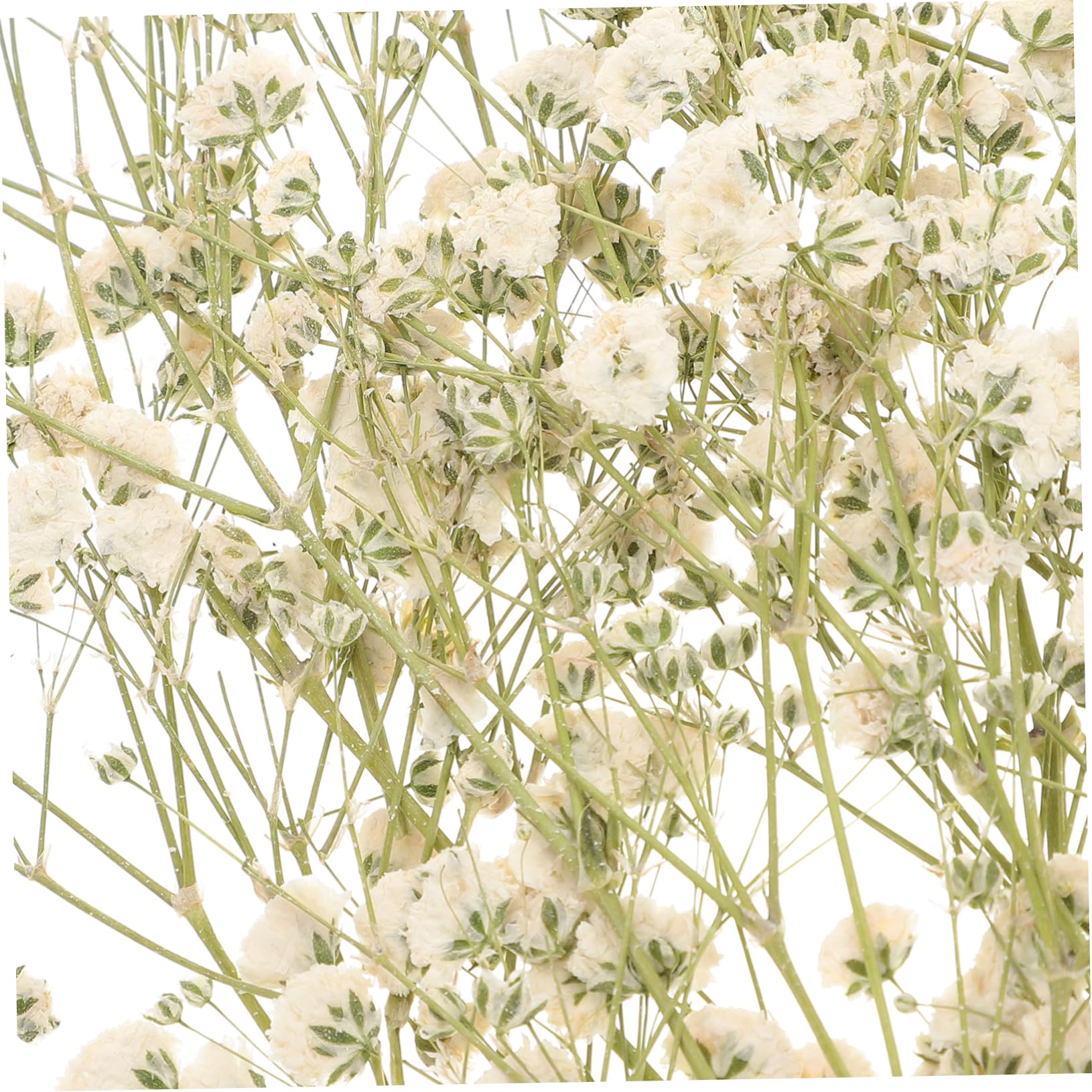 Cabilock 3 Pièces 1 Souffle en Banquet Séché Fleurs Naturelles Fleurs Séchées Éternelles Vases De Mariage Décor Fleurs Séchées Pressées Arrangement Floral Bricolage Matériel Ciel