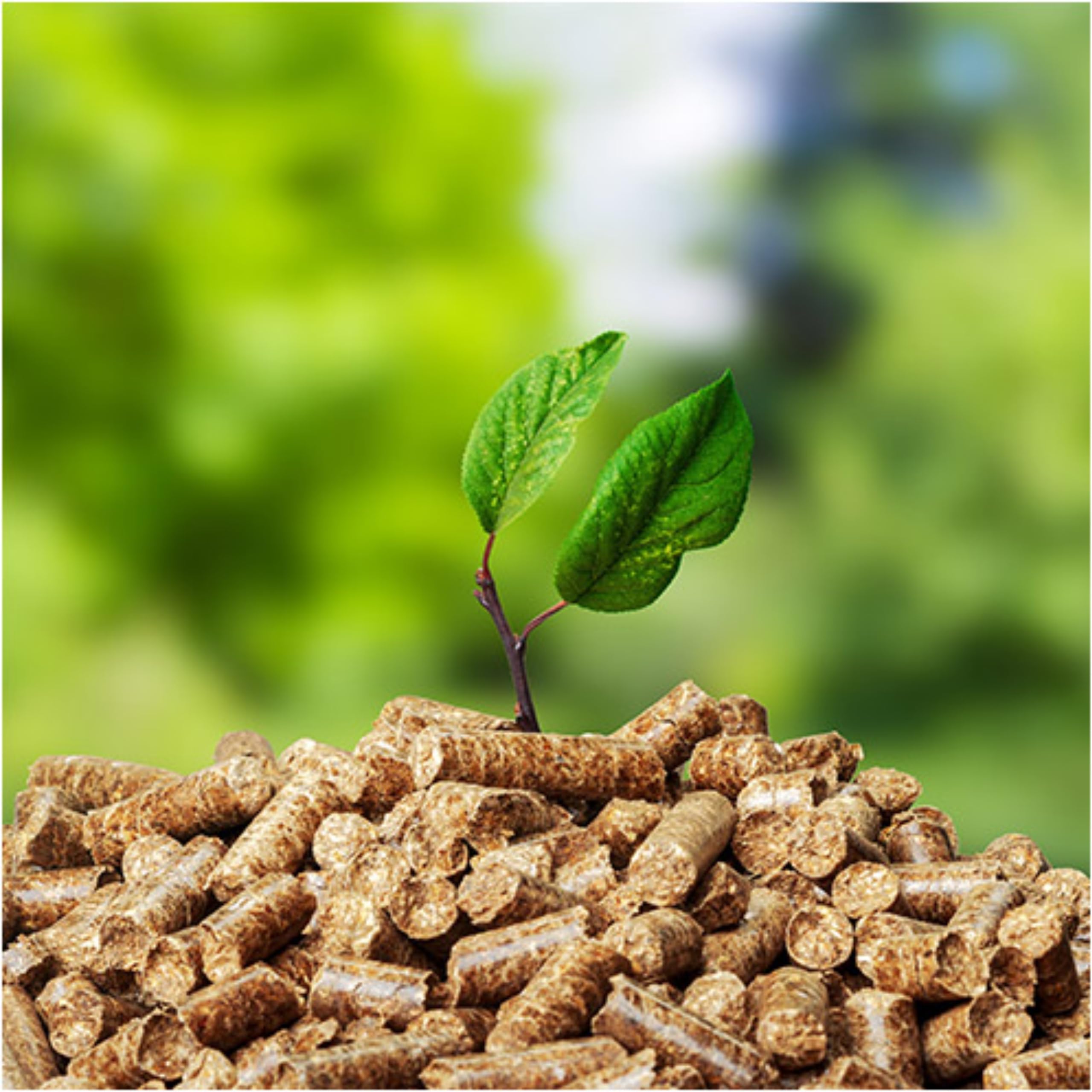 SEELLOO najlepsze pellety grzewcze sosnowe, 6 mm, pellet drewniany, miękkie drewno, ekologiczne, ogrzewanie, kocioł, pellet drzewny, towar w worku, 15 kg x 2 worki 30 kg/1 opakowanie