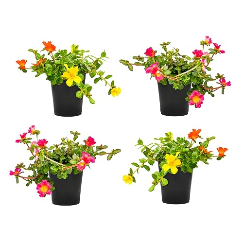 Purslane Portulaca Plants (4 Pack), Portulaca Oleracea Succulents Plants Live,