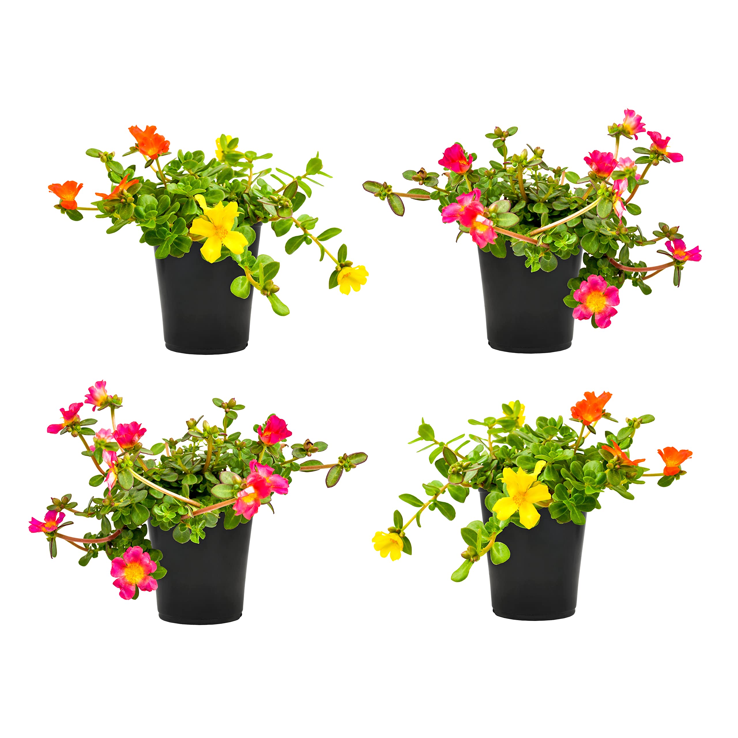 Purslane Portulaca Plants 4 Pack