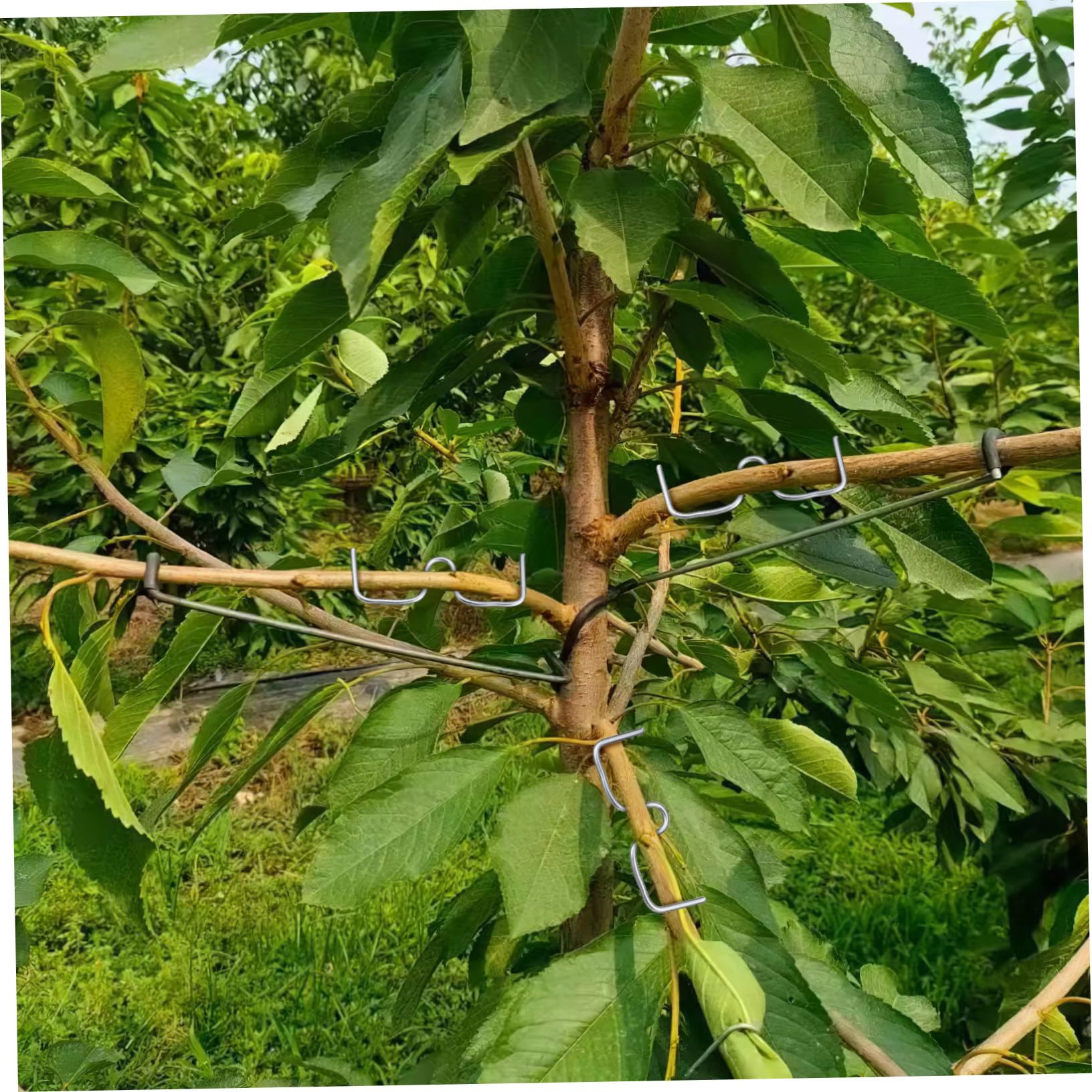 SUPVOX Outil De Fixation Et Mise De Branches Arbres Fruitiers Fil Galvanisé Adapté Aux Jeunes Plants Et Pommiers pour Jardin Extérieur