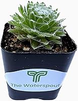 Vista 2 de Colecciones de cactus suculentas de 2 pulgadas (gallinas y pollitos Serpervivum)