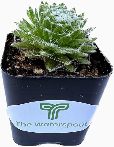 Miniatura 2 de The Waterspout Colecciones de cactus suculentas de 2 pulgadas (gallinas y pollitos Serpervivum)