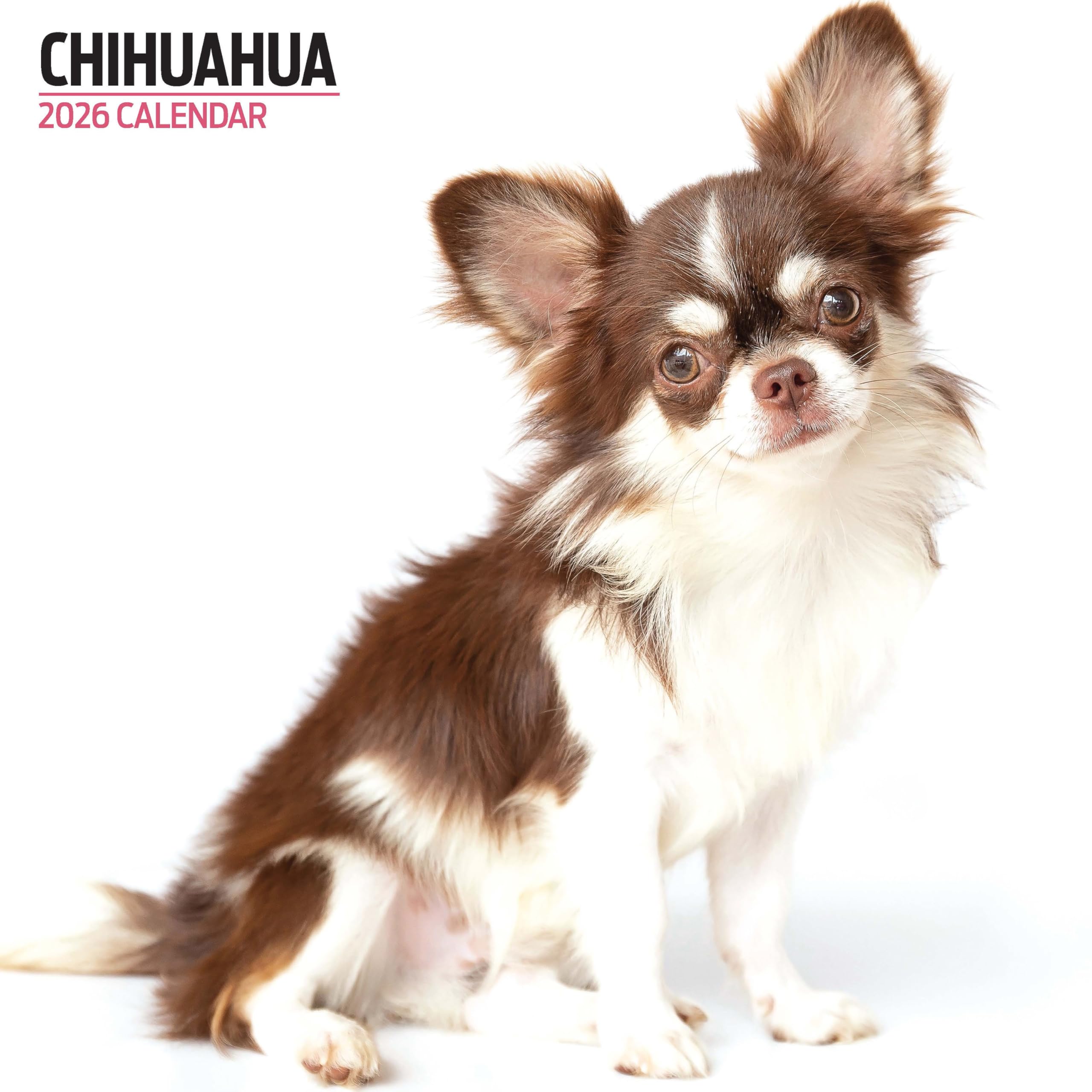 Chihuahua 2026 Modern Calendar