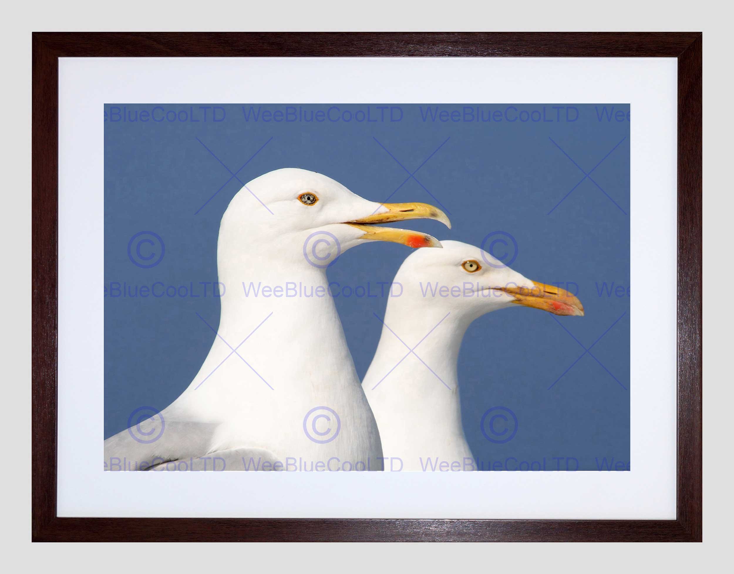 Wee Blue Coo Seagulls Birds Seaside Art Framed Wall Art Print