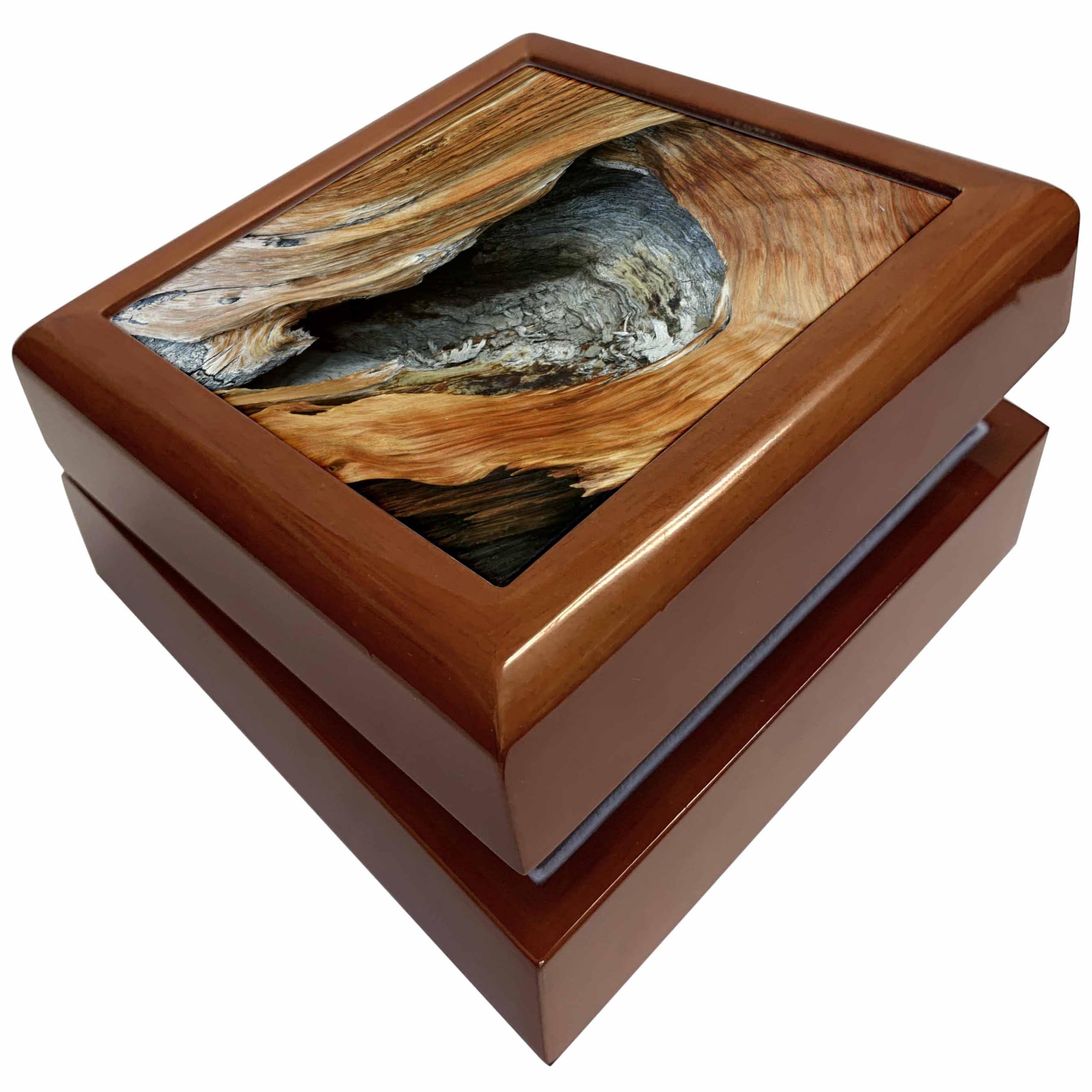 3dRose USA California, White Mountains, Bristlecone pines - US05 BJY0042 - Jaynes Gallery, Jewelry Box jb-142634-1