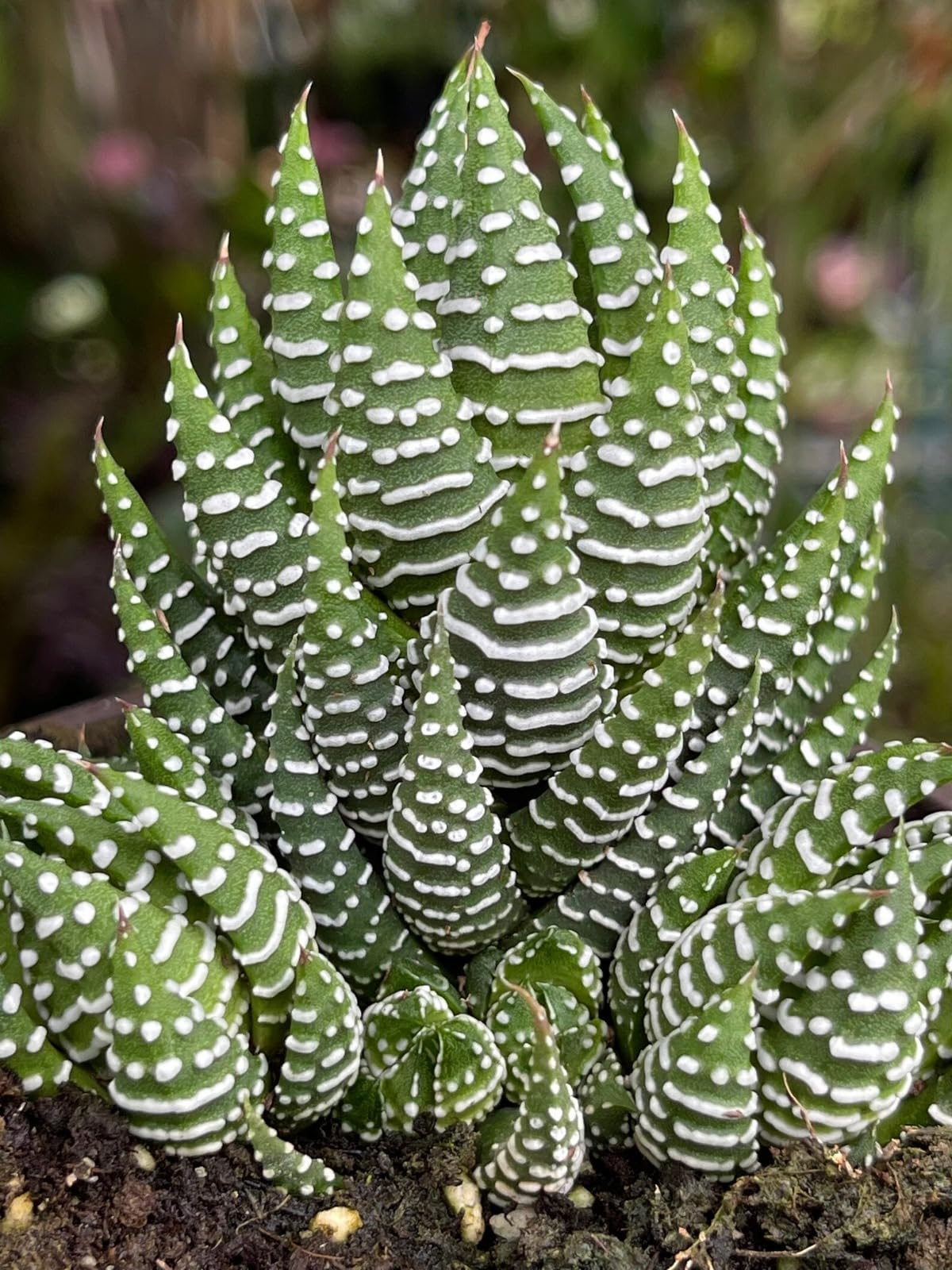 Zebra Live Plant with Pot | Haworthia Fasciata Succulent | Indoor Decorative Plant for Home & Office-image-15