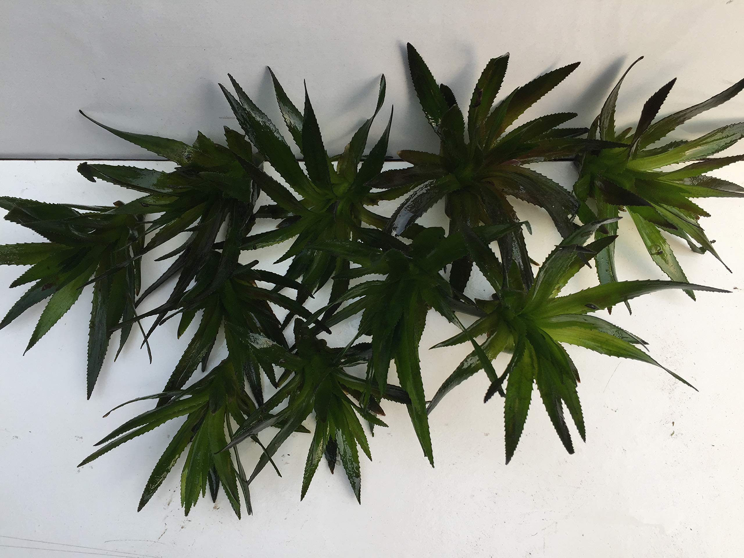 10 tijeras de cangrejo Stratiotes Aloides para plantas de natación, acuario, estanque