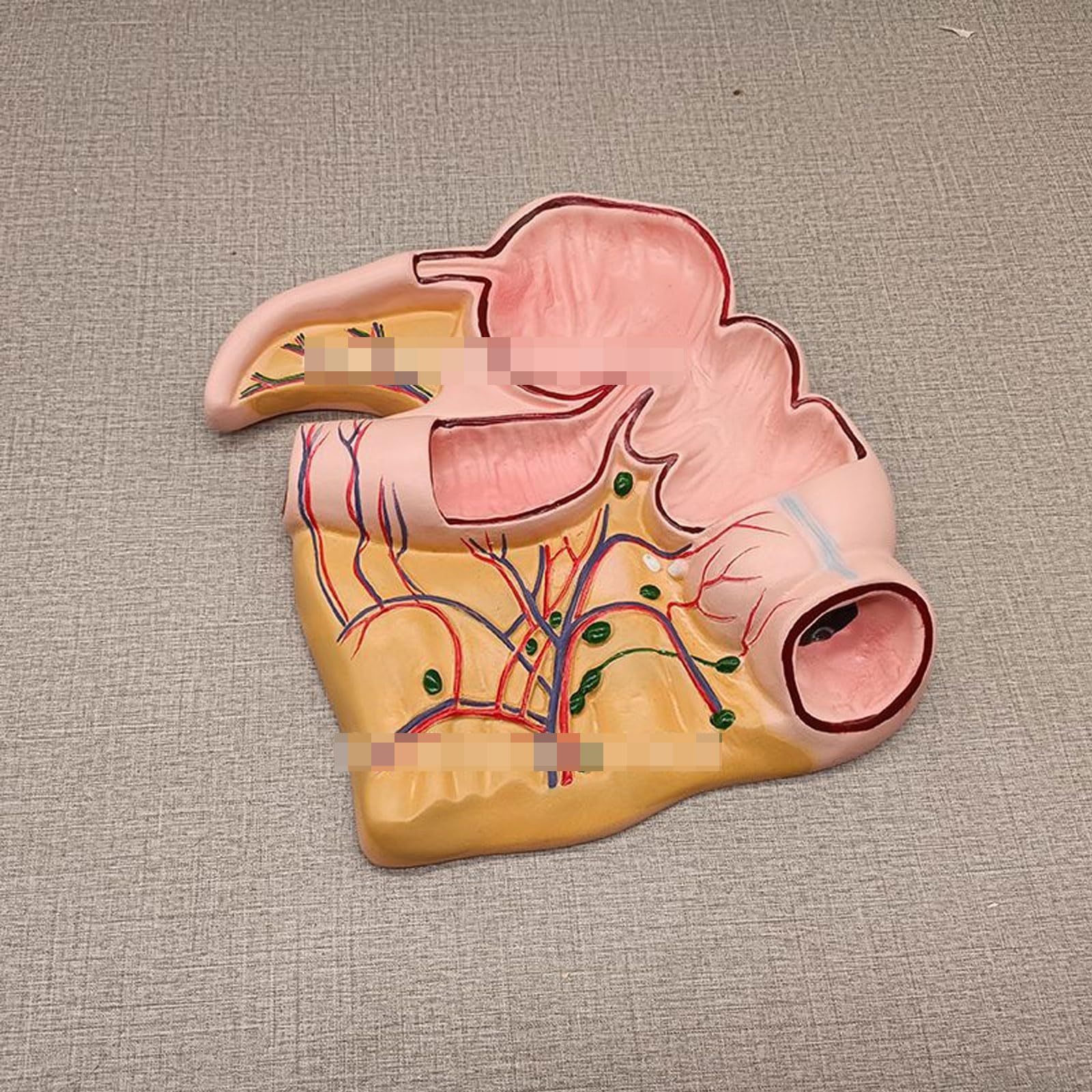 Modèle Anatomique De L'appendice Et du Cæcum, Profil Rectal Appendice Et Cæcum Organes Humains Modèle Anatomique pour Artiste Dessin Étude Enseignement Médical Formation