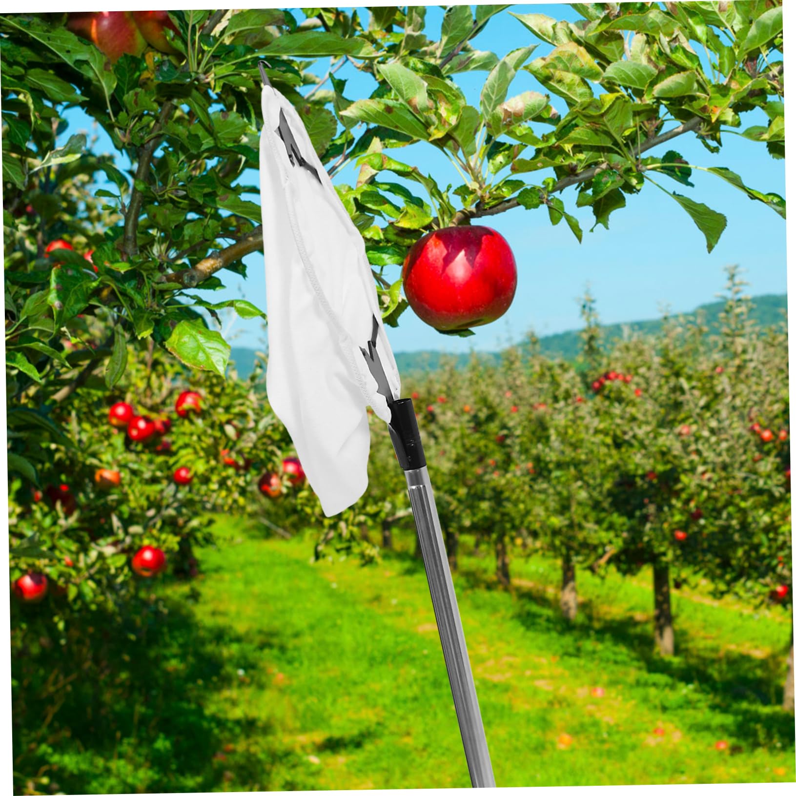 1juego De Jardín Varilla Ajustable para Recolección De Frutas Recolector De Frutas Cesta Acolchada y Cabeza De para Manzanas y Duraznos Árboles