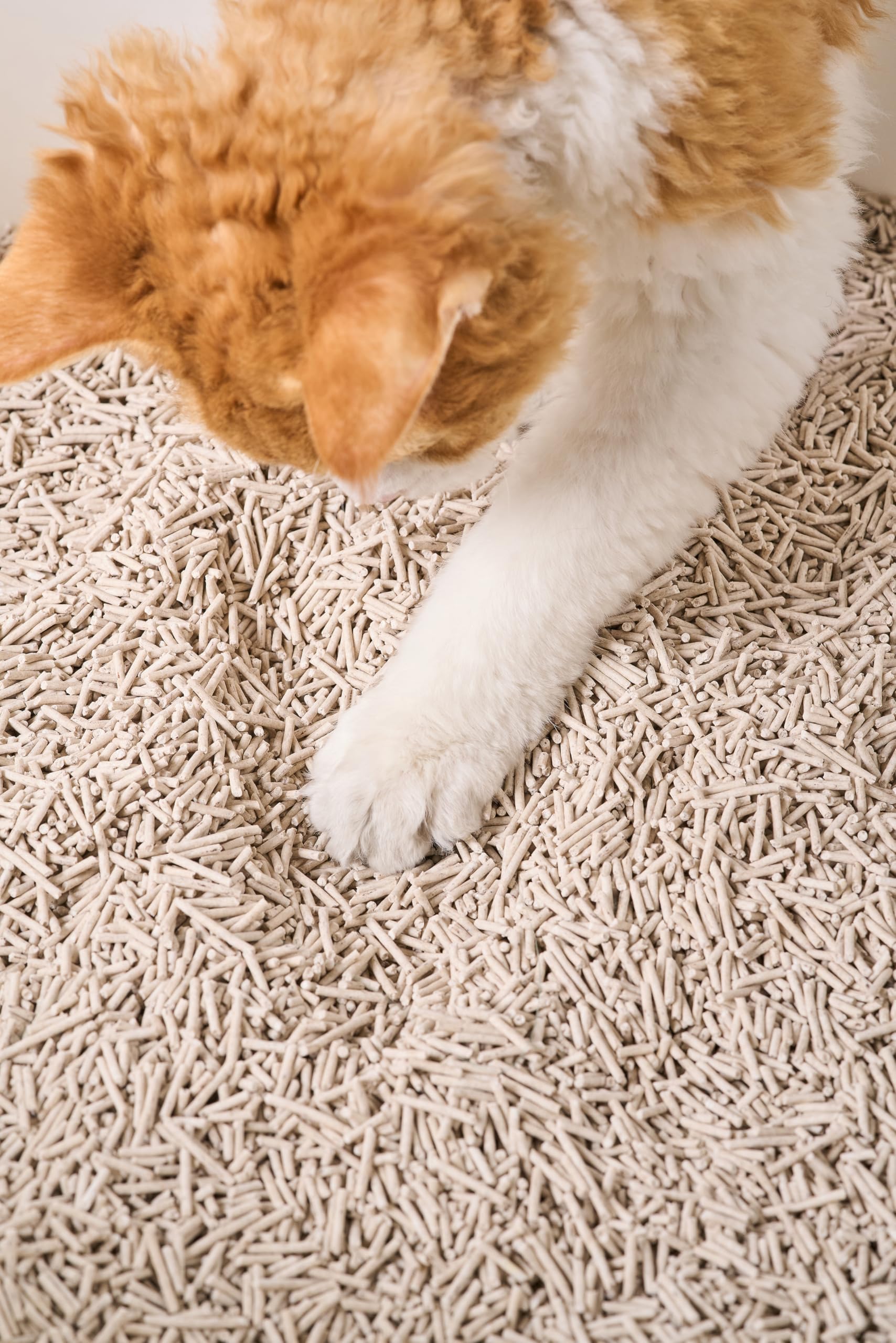 pidan Arena de tofu para gatos con café molido reciclado, aglutinante, desechable, arena a base de plantas, ultra absorbente y de secado rápido, arena de ingredientes 100% naturales, sin polvo, menos