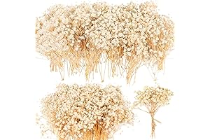 90+ Pcs of Enchanting Dried Baby's Breath Flowers