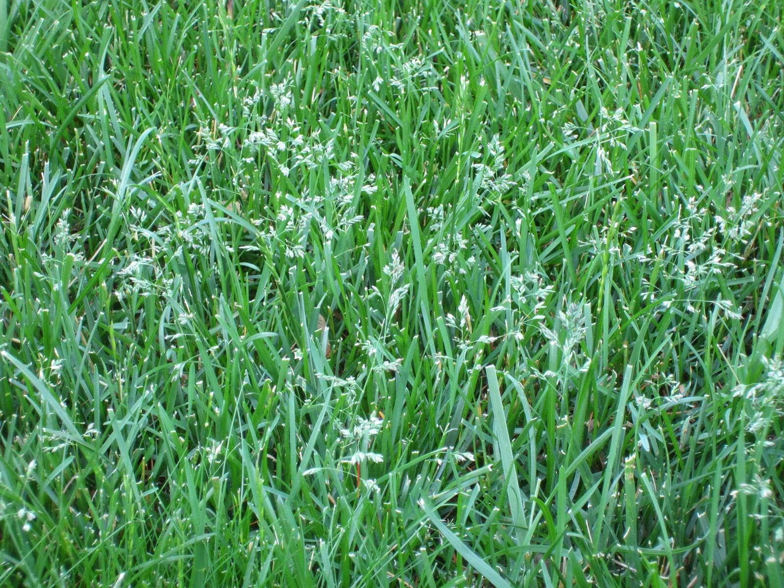 1g Seeds of Tall Fescue Grass Seed Lawn
