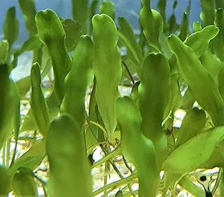 Caulerpa Prolifera Live, 15 Blades/20-25 inches Runners Reef Refugium Coral Saltwater