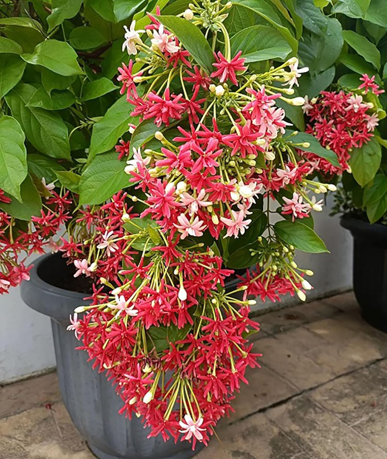 Madhumalati/Rangoon Creeper Flower Plant Climbing Decorative Madhabilata Flower Plant/Madhumalti Creeper New Double Petals Rangoon Creeper Combretum Indicum Live Plant Flowers Creeper (B0D1PC9D6G) Amazon Price History, Amazon Price Tracker