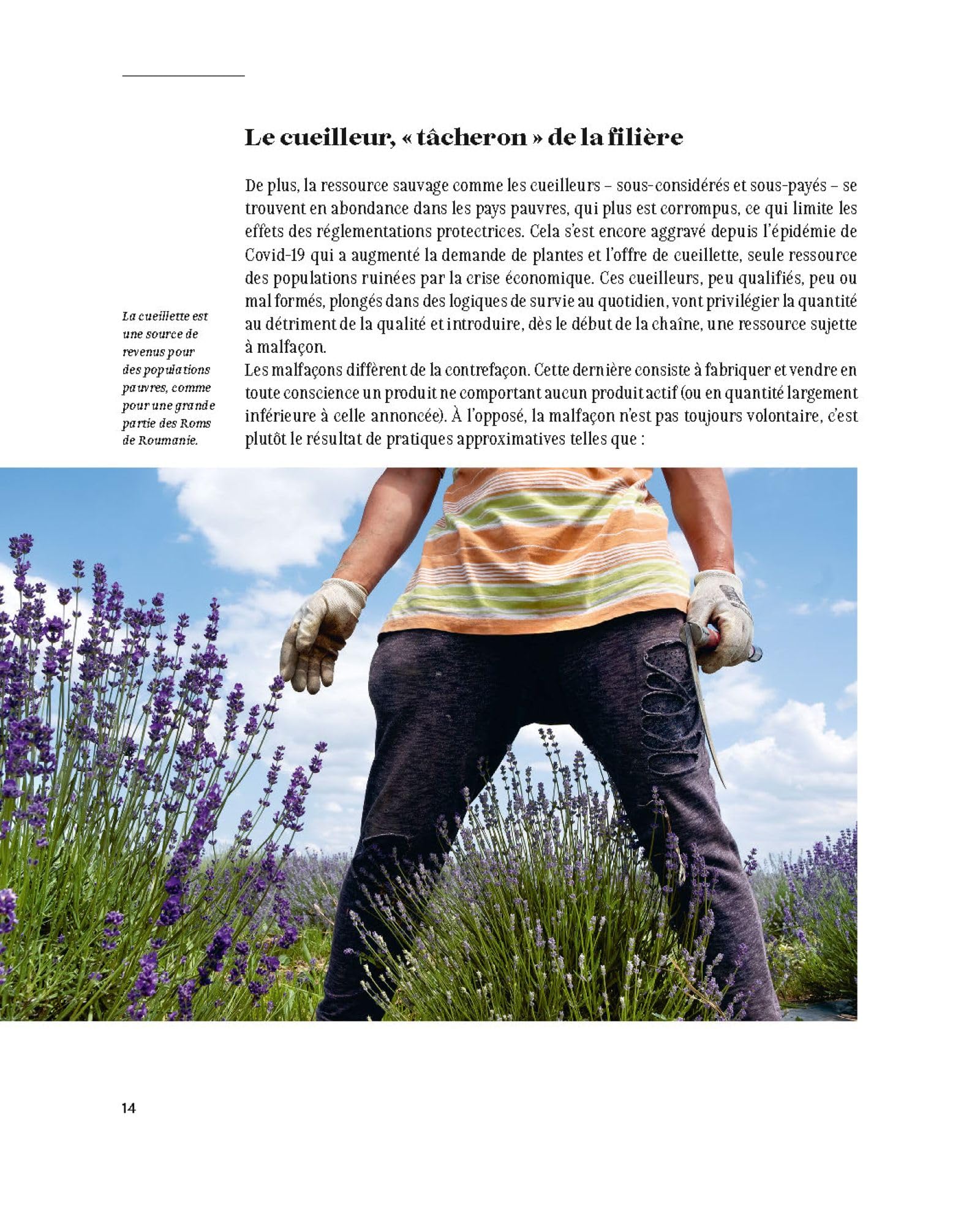Aimer, cueillir et protéger nos plantes médicinales: Pour une cueillette écoresponsable