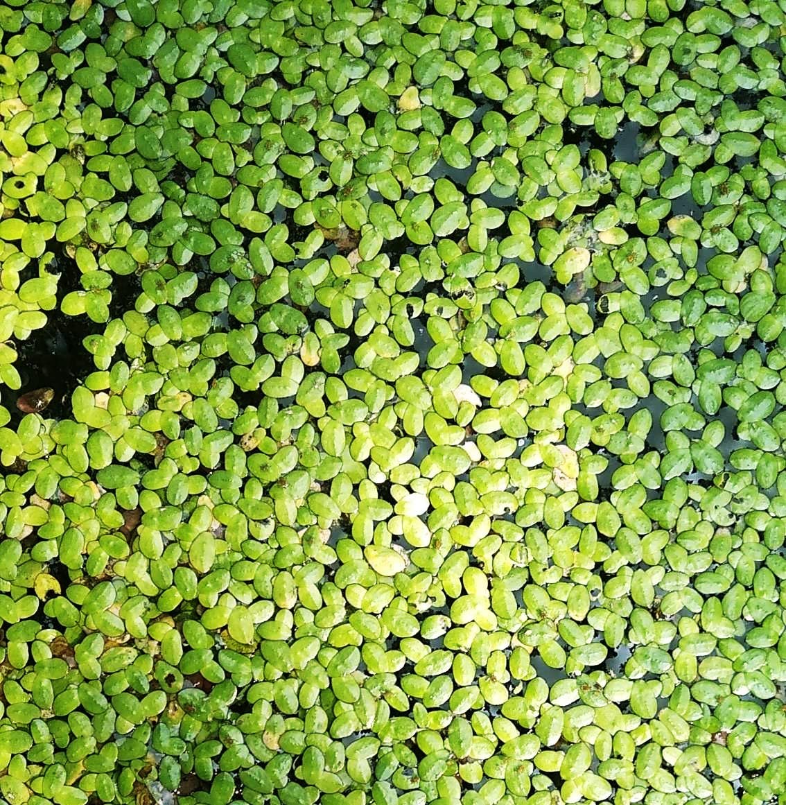 Gachwala Live Giant Duckweed Plants for Aquarium, Ponds, Aquaponics
