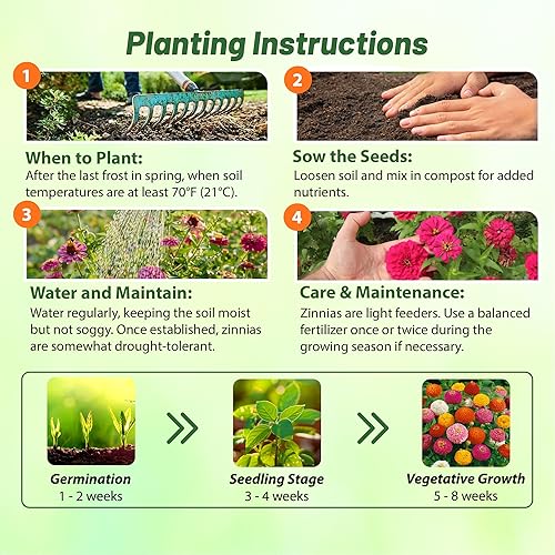 Miniatura 4 de Outsidepride - Zinnia Elegans, planta anual, Lilliput Flower Seed Mix, mezcla de semillas de flores para plantar, 1 libra