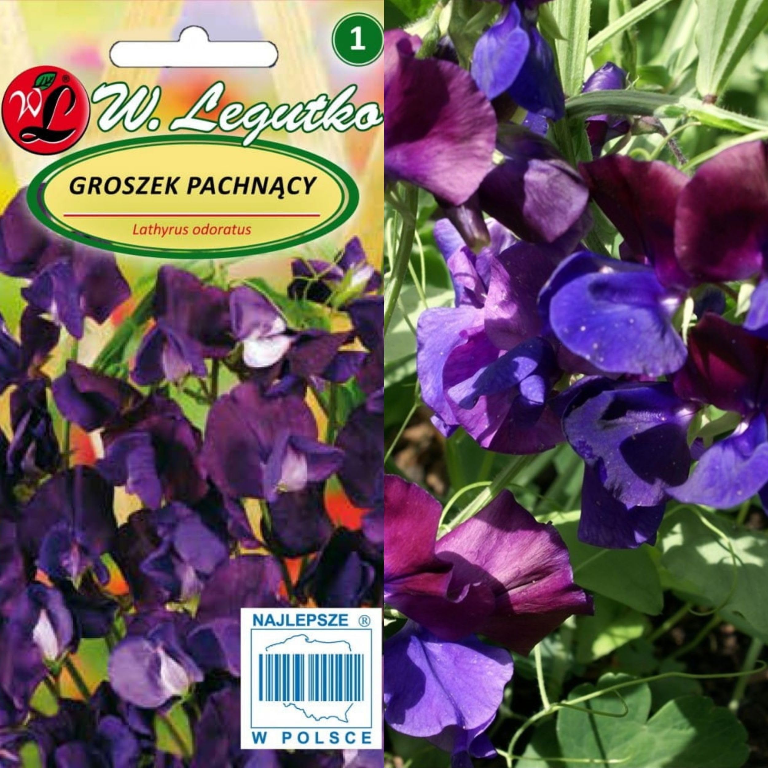 Purple Sweet Pea Seeds - Lathyrus odoratus -