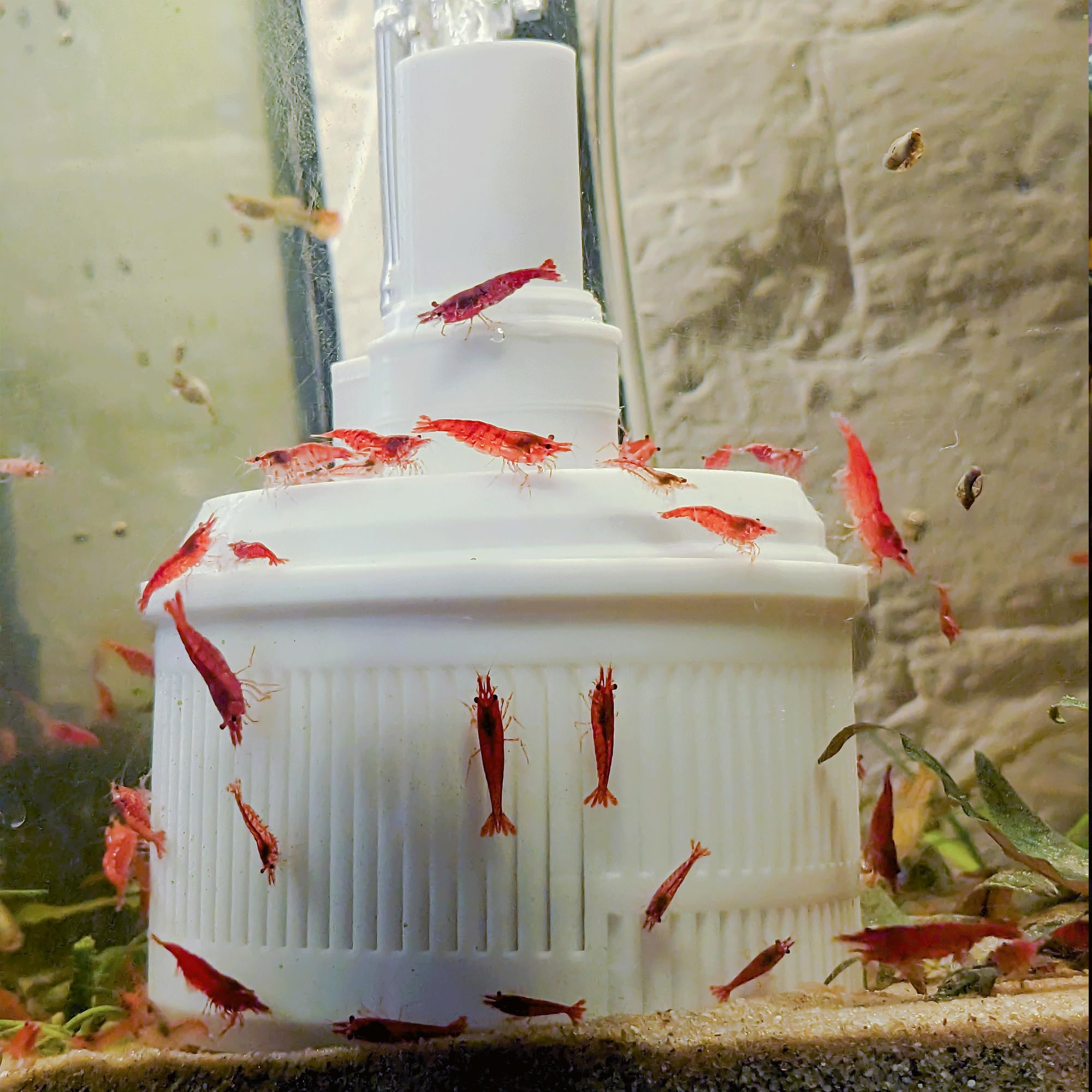 Forest Aquatics Aquarium Sponge Filter for Shrimp and Fish Tanks up to 80 L (White) - Image 4