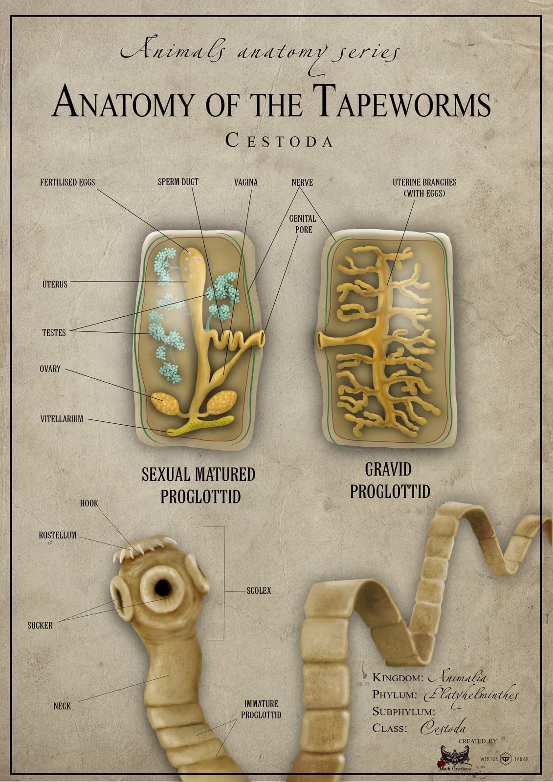 Parts Of A Tapeworm The Structure Of Bovine Tapeworm. Vector