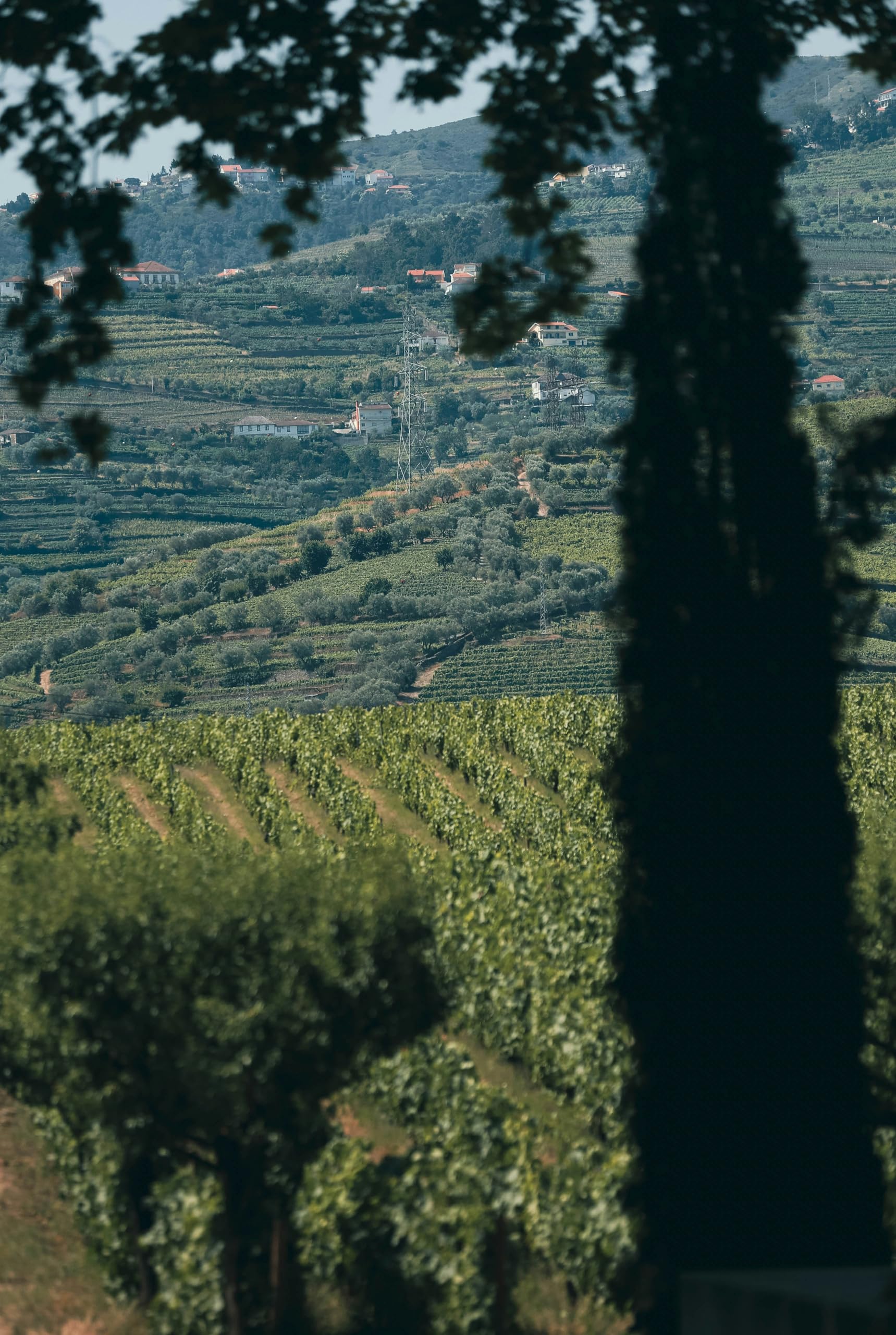 Signore Giuseppe - Lambrusco Rosso Dell' Emilia, Vin rouge italien pétillant (6 x 0,75L)