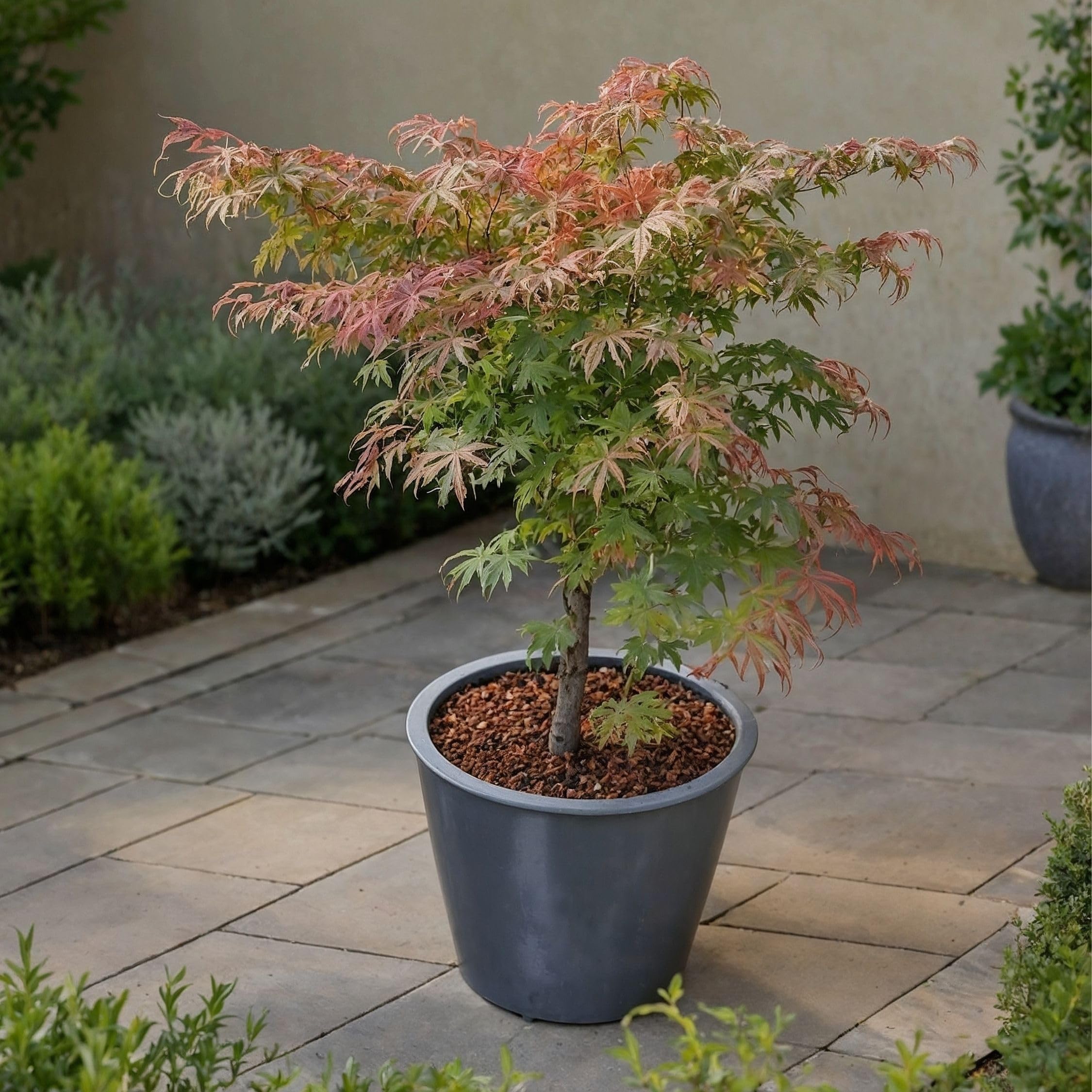 Plant in a Box - Acer palmatum 'Petite princesse' - Lot de 2 - Erable Japonais - Rustique - Plante de jardin - Pot 19cm - Hauteur 45-55cm