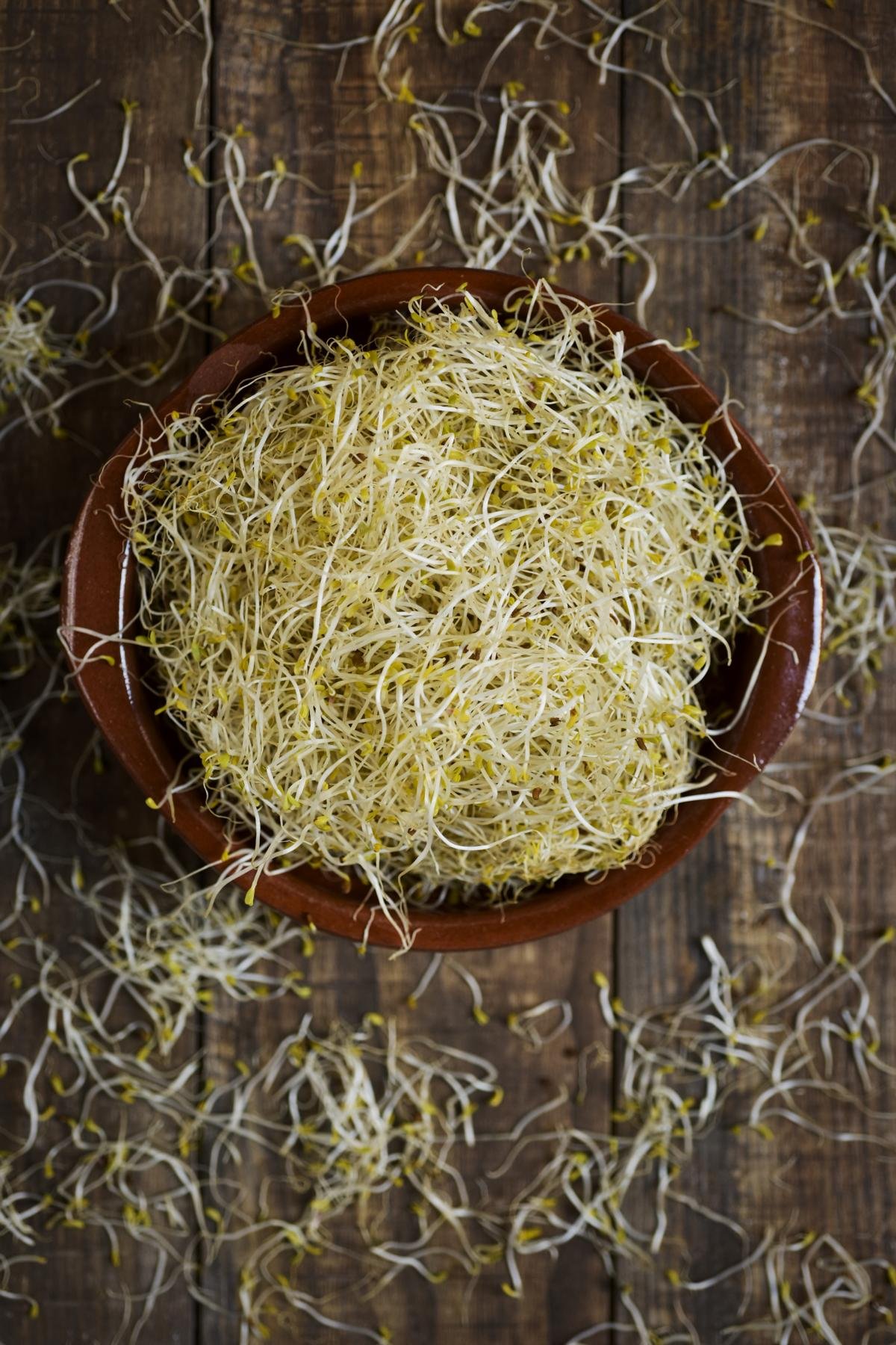 Bio Alfalfa Luzerne Keimsaat - Sprossensamen für die Zucht von Alfalfasprossen - der natürliche Energiespender - lecker in Salaten - Inhalt: 1 kg Alfalfa Samen