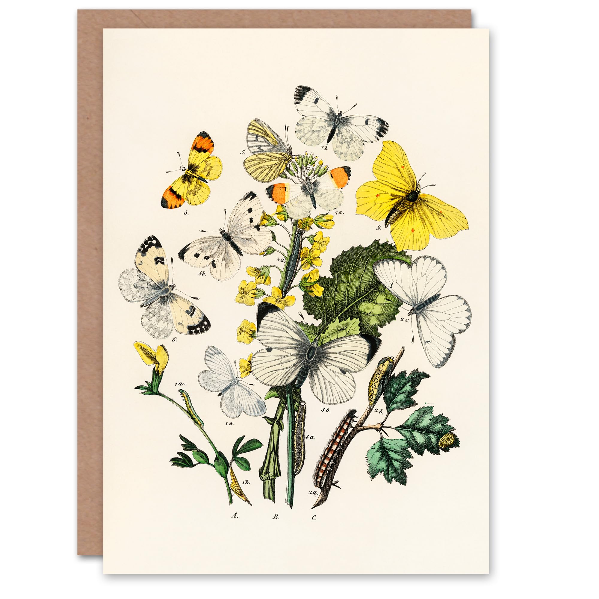 Artery8 William Forsell Kirby Art Card Caterpillars and Butterflies