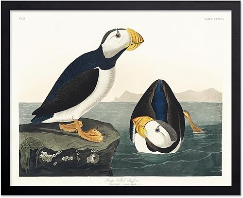 Miniatura 96 de Poster Master Póster vintage de colibríes, impresión de formas de arte retro en la naturaleza, arte de pájaros, regalo para él, ella y amante de los