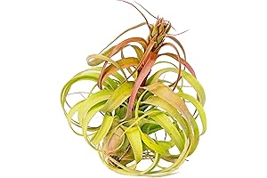 The Drunken Gnome's 5-7" Air Plant: Enhance Your Indoor Oasis