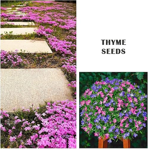 Miniatura 4 de Más de 3000 semillas de tomillo rastrero para plantar, 6 colores empaquetados individualmente Thymus Serpyllum Heirloom azul, morado, blanco, rojo,