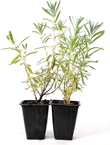 9GreenboxLavanda2Pack