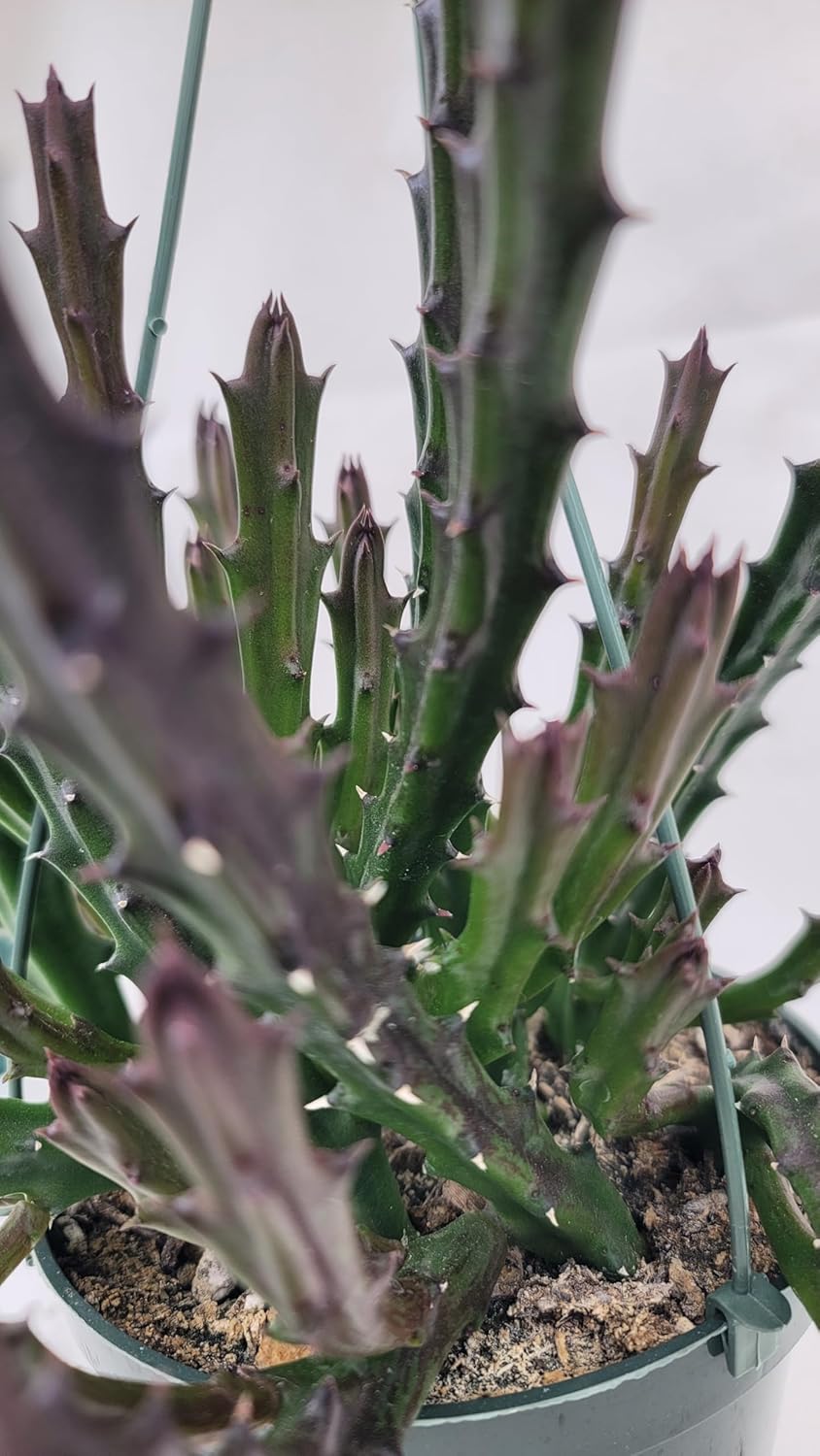 Lifesaver Plant with Purple Flowers - Live Plant in Pot - Stapelia Mutabilis - Beautiful Indoor Outdoor Cacti Succulent Houseplant with Exotic Blooms (2 Plants, in a 4.5" Pot)