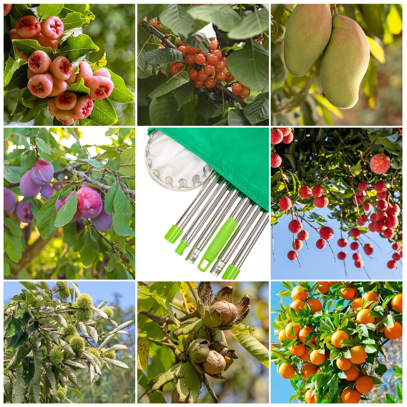 Raccogli Frutta con palo in Acciaio Inox Leggero,2m Raccoglitore di Frutta,raccogli Ciliegie telescopico,raccogli Frutta telescopico,attrezzo raccogli per Raccolta Mele-agrumi-pere-pesche