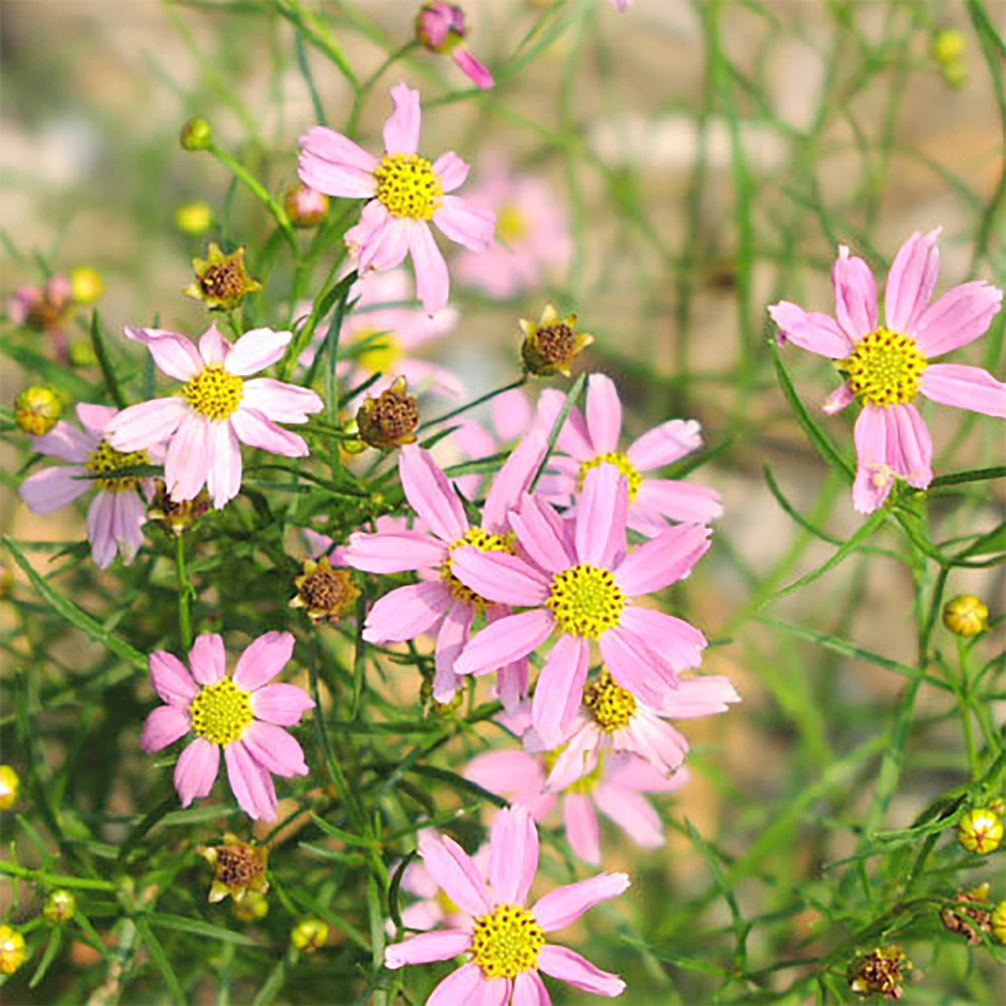 Amazon.co.jp: QAUZUY GARDEN 100粒 コレオプシスの種 多年草チクシス