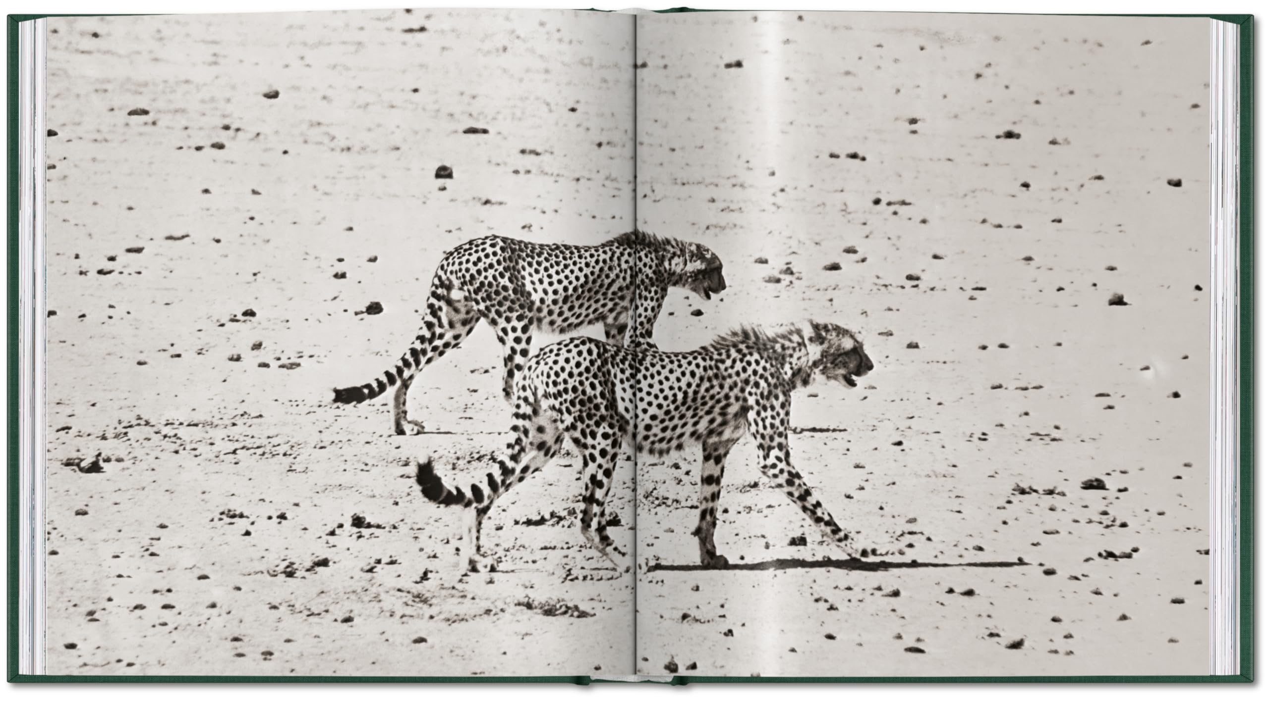 Peter Beard: The End of the Game