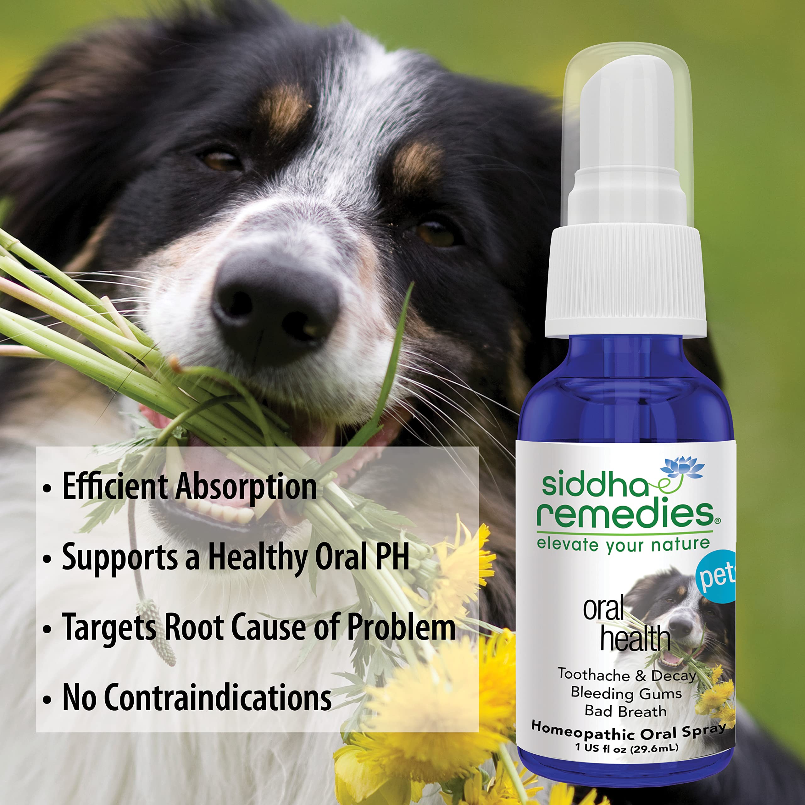 How Can I Help My Dogs Toothache
