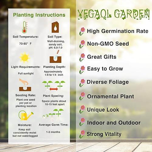 Miniatura 6 de YEGAOL Garden - Semillas de Bifurcata con cola de zorro, palmera y palmera tolerante a la sequía, plantas ornamentales tropicales comestibles para