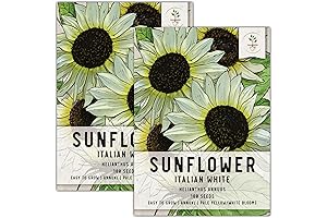 SEED NEEDS 180 Heirloom White Sunflower Seeds