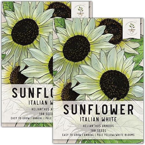 Miniatura 9 de Seed Needs, Semillas de girasol blanco italiano, 180 semillas tradicionales para plantar Helianthus debilis, flores amarillas claras para plantar un