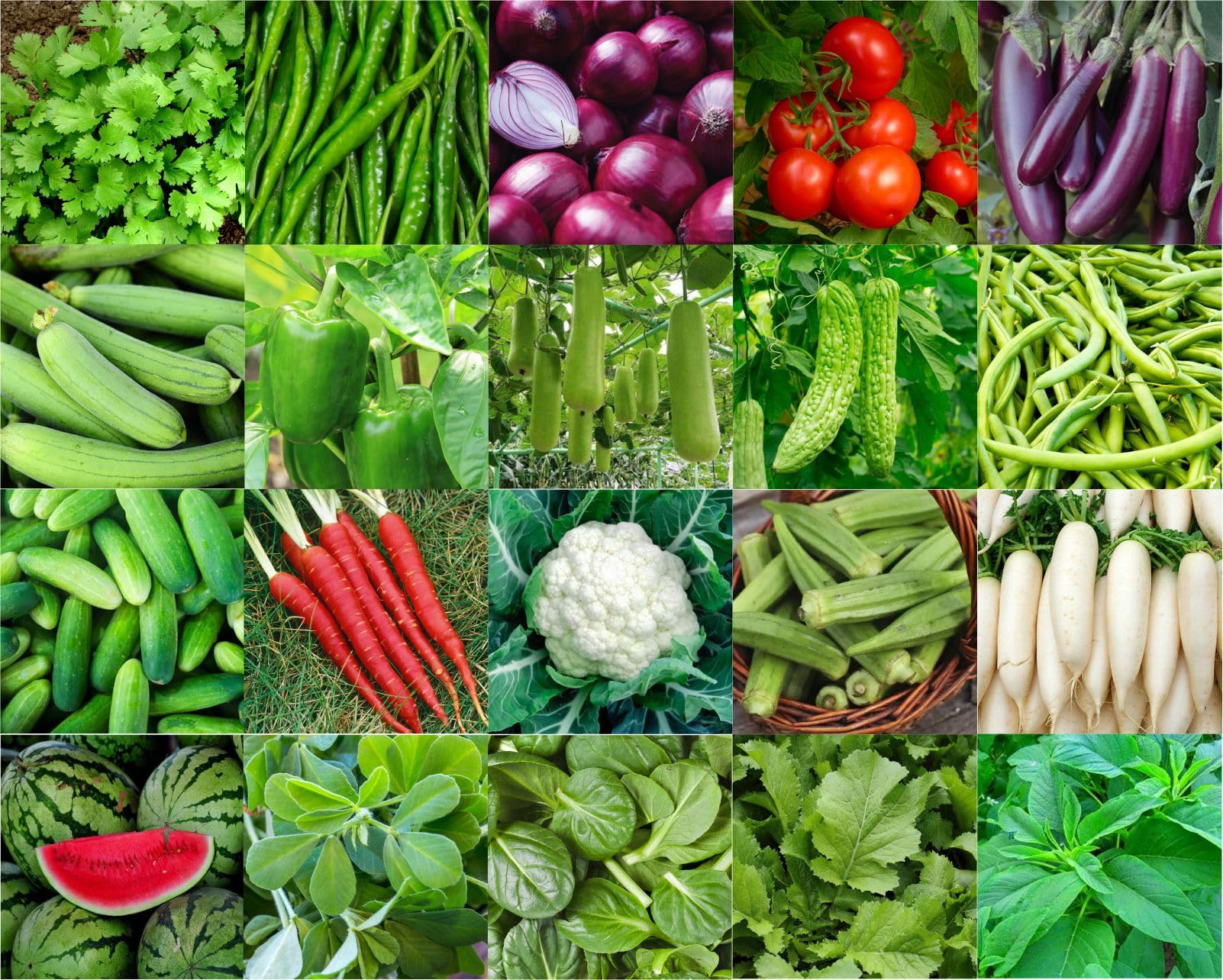Agrey combo of 20 variety vegetable seeds with instruction manual. (B0CGNQ1KRH) Amazon Price History, Amazon Price Tracker