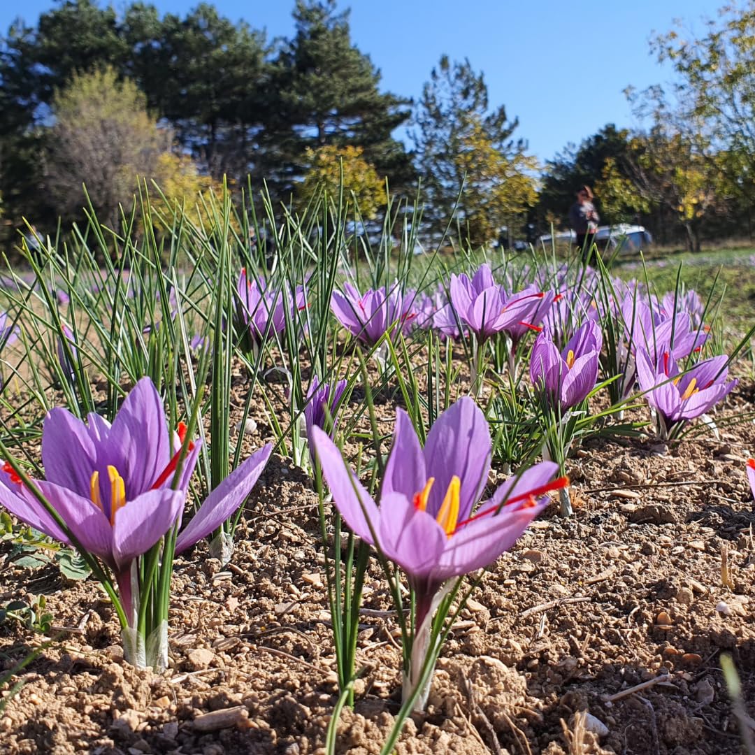 BeauFlora Saffron Crocus Flower Plant Kashmiri Saffron Bulb/Kesar/Zafran/Crocus Corm (5 Corms/Bulbs) - Image 5 thumbnail