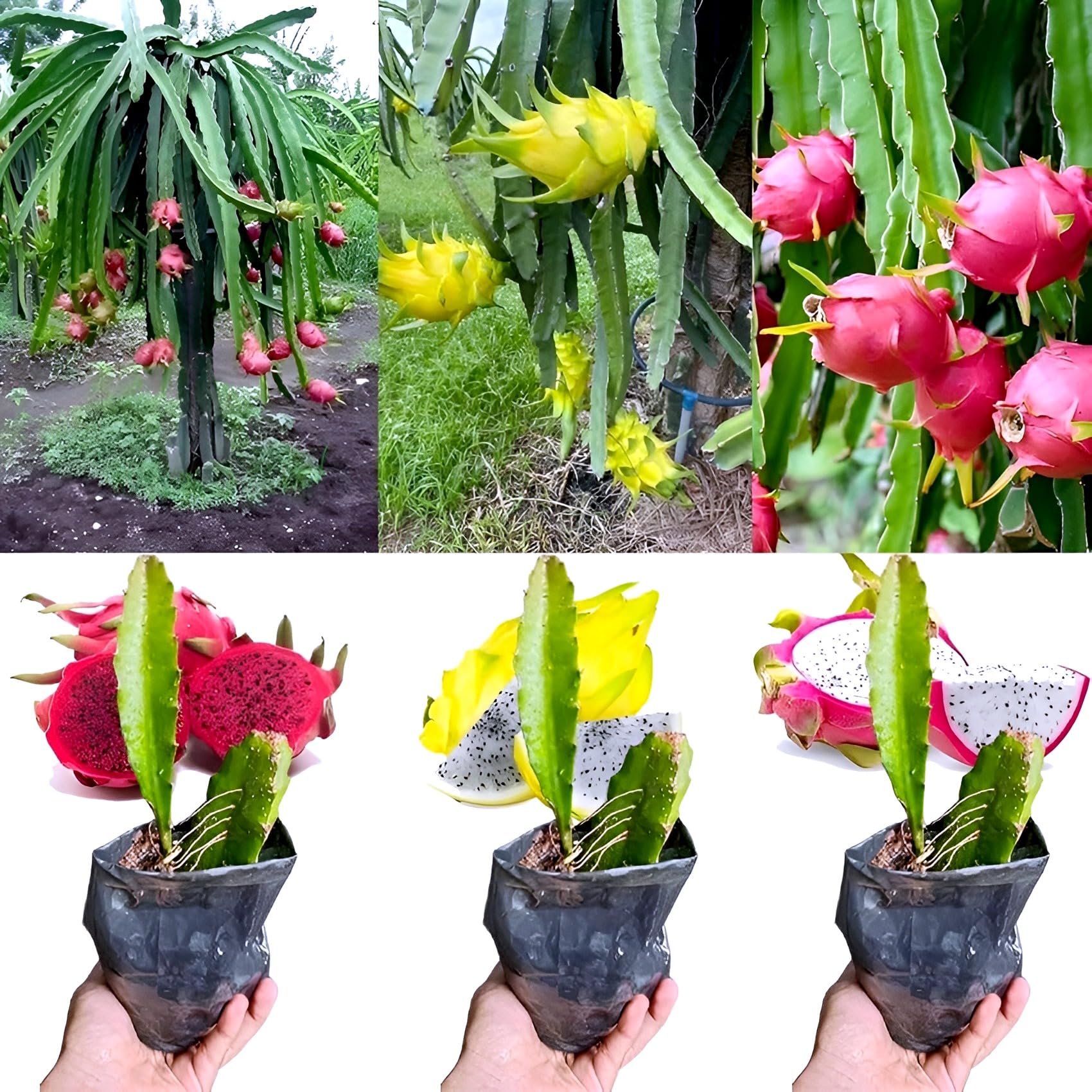BUBLIX Dragon Combo Fruit Plant Set | Organic Flowering Combo with Pink, White, and Yellow Blooms for Home Garden and Outdoor Spaces | Decorative Multi-Color Plant Set
