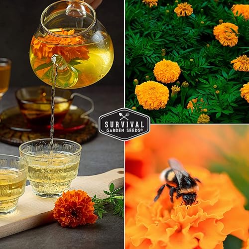 Miniatura 5 de Survival Garden Seeds - Semilla de caléndula Crackerjack para plantar - 5 paquetes con instrucciones para plantar y cultivar en tu jardín de